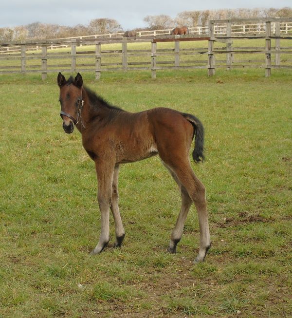 2023 filly by Kingman